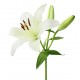 Single Stem Lily (FFTL1)