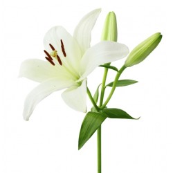 Single Stem Lily (FFTL1)