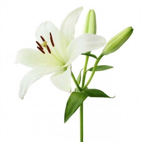Single Stem Lily (FFTL1)