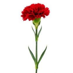 Single Stem Red Carnation (FFTC1)