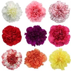 Single Stem Carnation Mix Colors (FFTC3)