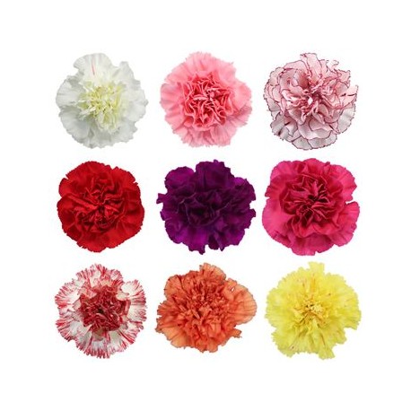 Single Stem Carnation Mix Colors (FFTC3)