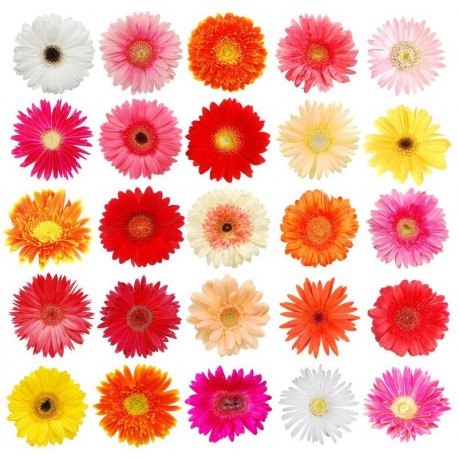 Single Stem Gerbera Mix Colors (FFTG1)