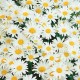 Chry Daisy, Pom Flower (FFDP1)