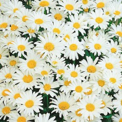 Chry Daisy, Pom Flower (FFDP1)