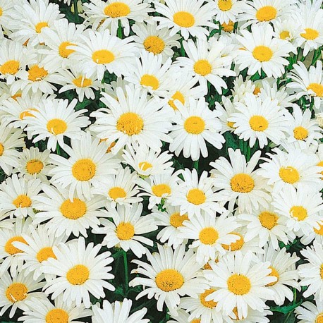 Chry Daisy, Pom Flower (FFDP1)