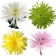 Chry Comm Lg Flower (FFWSF1)