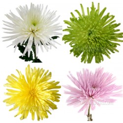 Chry Comm Lg Flower (FFWSF1)