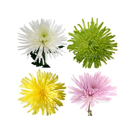 Chry Comm Lg Flower (FFWSF1)