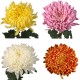 Chry Comm Lg Flower (FFWSF1)