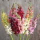 Snapdragon Flower (FFWSD1)