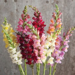 Snapdragon Flower (FFWSD1)