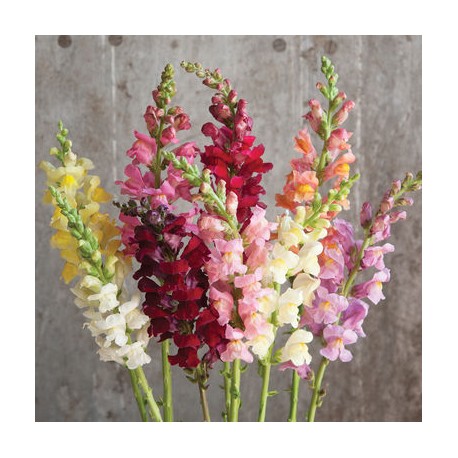 Snapdragon Flower (FFWSD1)