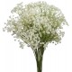 Gypsophila Baby's Breath (FFWGB1)