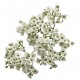 Gypsophila Baby's Breath (FFWGB1)