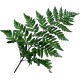Leather Leaf (FFWLL1)