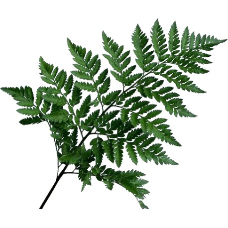Leather Leaf (FFWLL1)