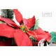 Saddle Flower, Cemetery Flower (SFS18)