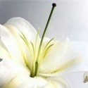 Lilies