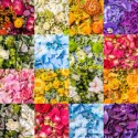 Fresh Flower By Colors