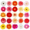 Gerbera