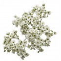 Gypsophila